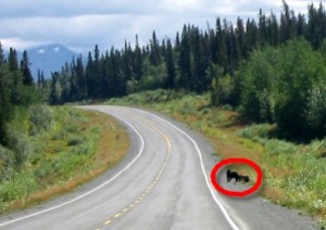 Grizzly mit Baby am Alaska Highway (Suchbild)
