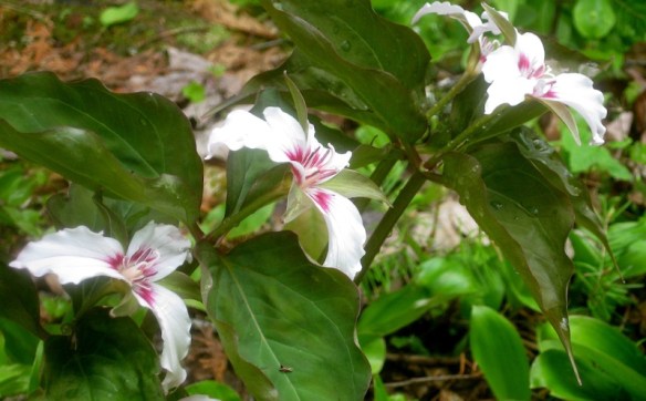trillium