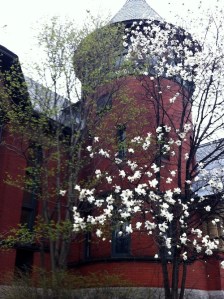 Magnolien im Westmount-Park