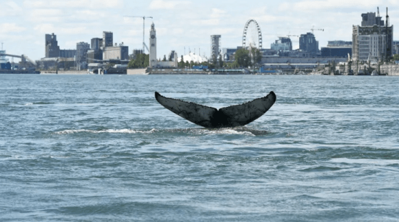 Screen Shot 2020-05-31 at 15.19.06